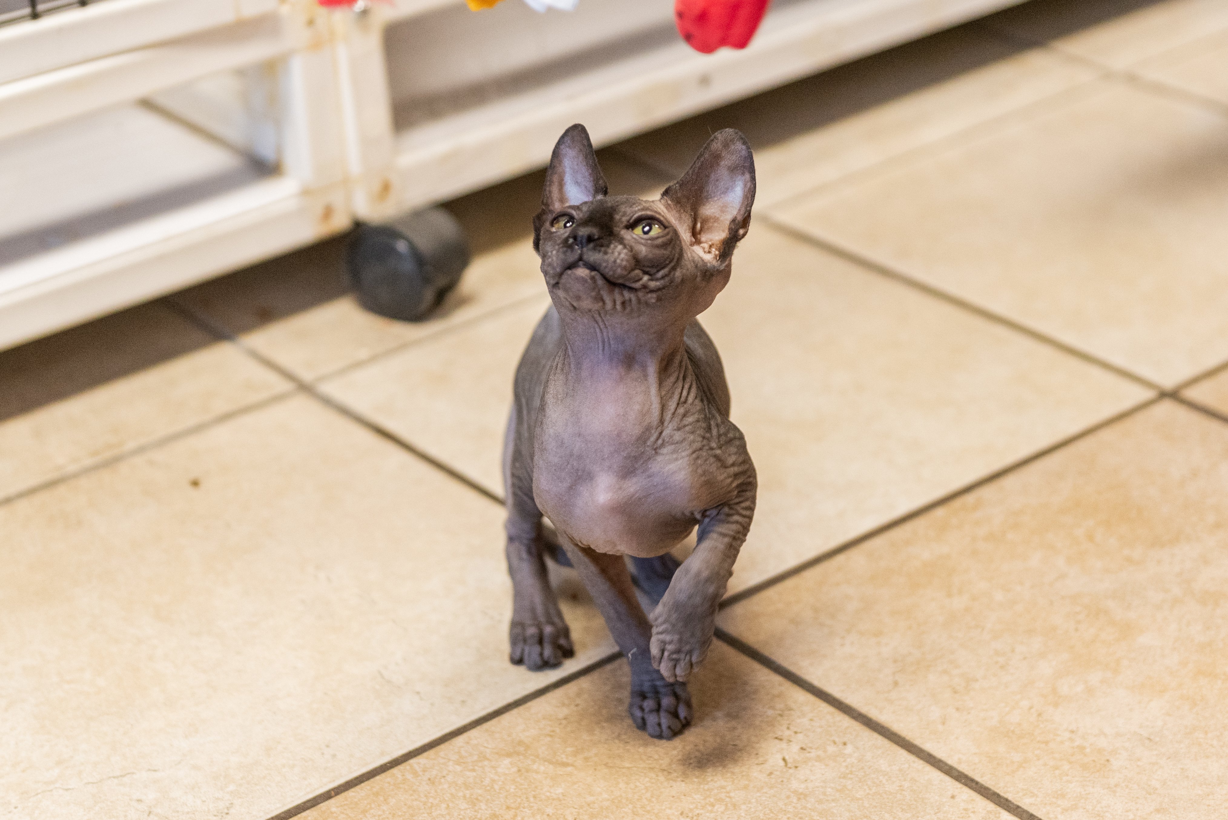 A Cat Hospital_Portrait_048