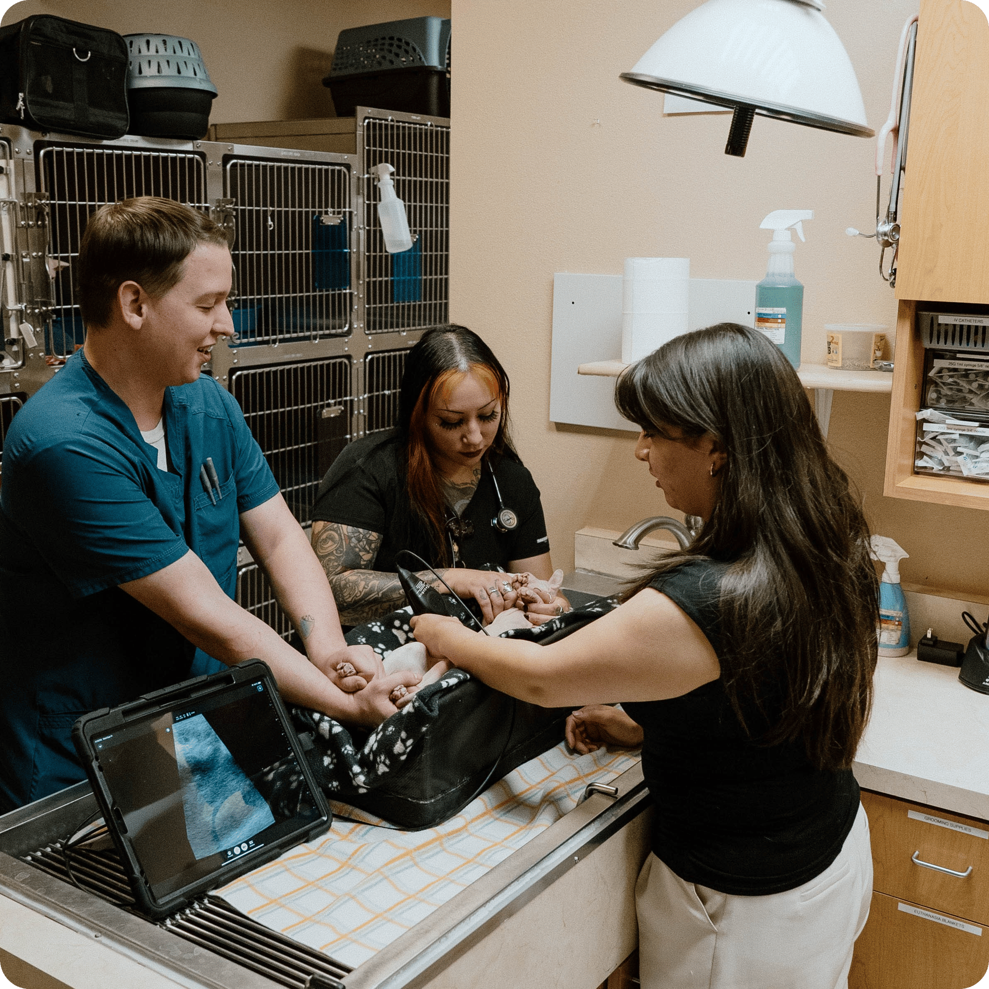 DR. G WORKING ON CAT-modified