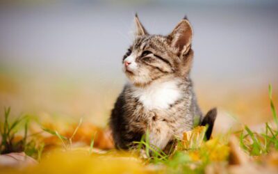 Tips on Caring for a New Kitten