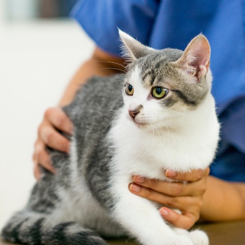 vet holding a cat