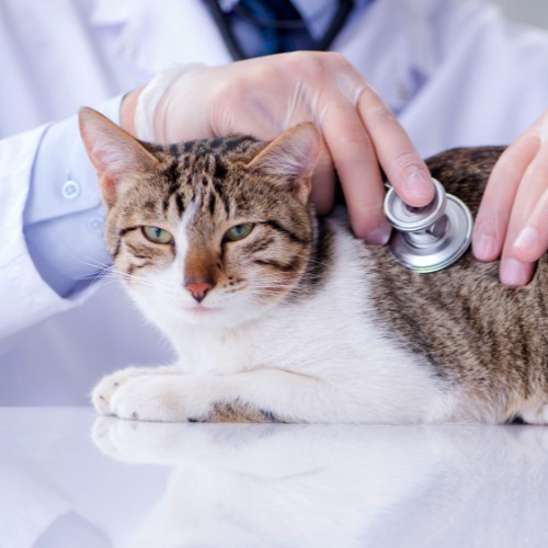 vet examine a cat