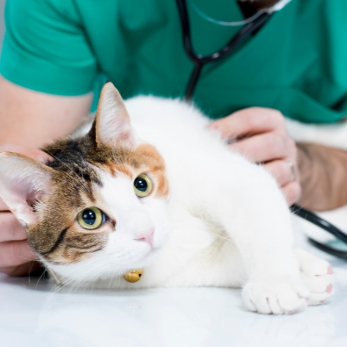 a vet examine a cat