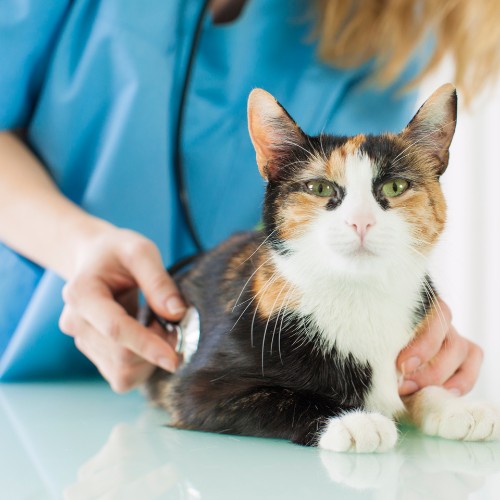 a vet wearing a stethoscope examine a cat