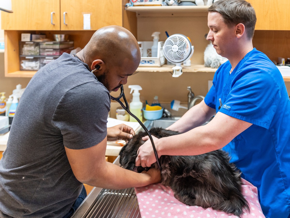 2 vet staff examine a cat