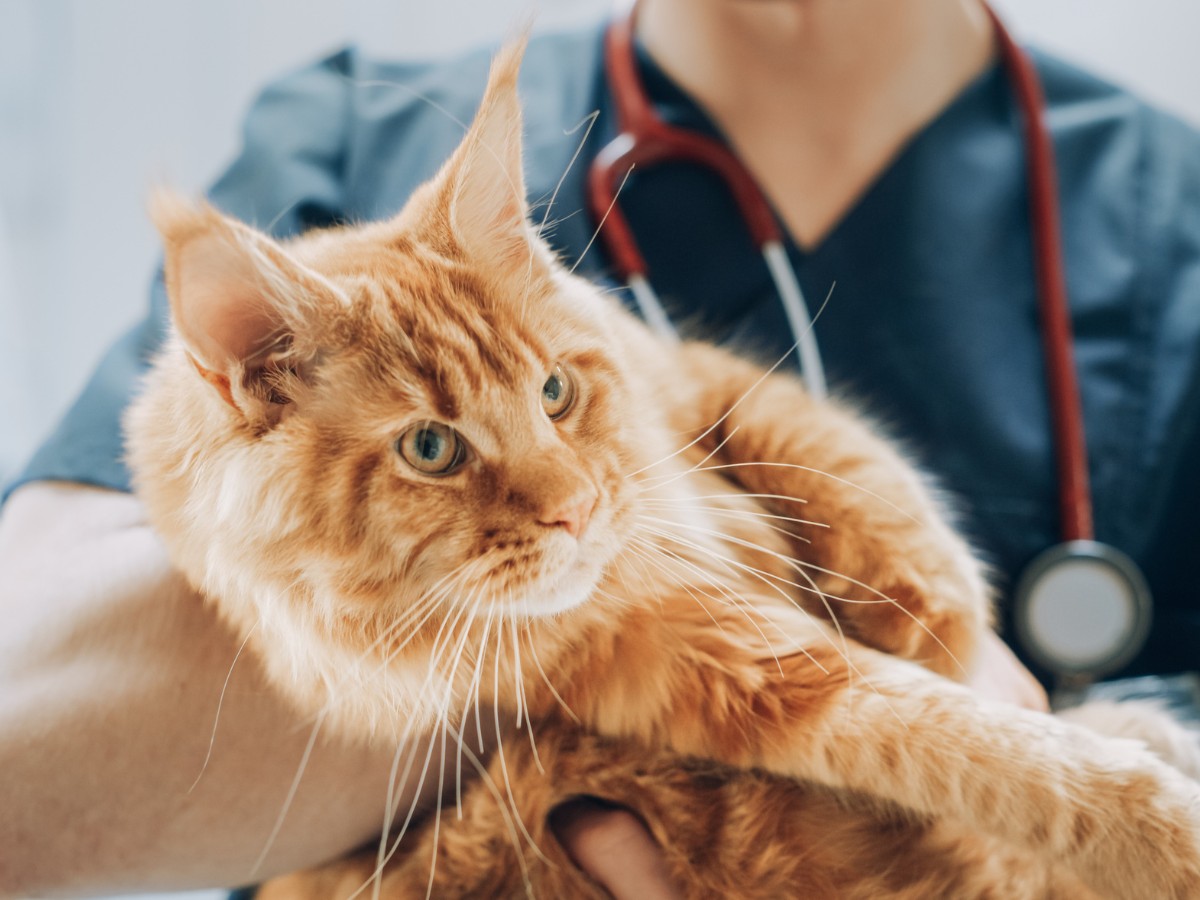 a vet gently holding a cat